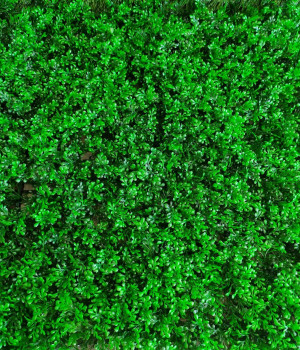 Perete verde/decorativ Gevan cu frunze mici