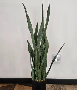 Plante decorative într-un ghiveci 