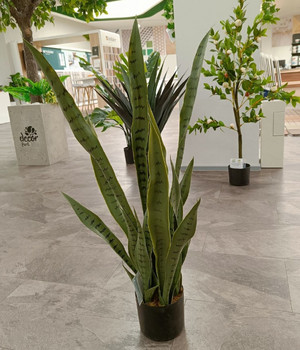 Декоративные растения в горшке 