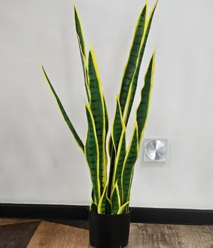 Plante decorative într-un ghiveci 