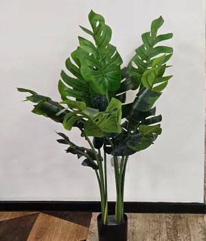 Plante decorative într-un ghiveci 