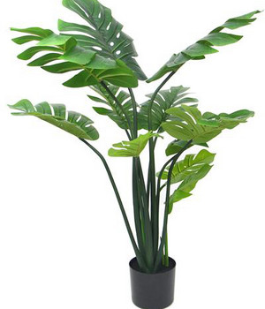 Plante decorative într-un ghiveci 