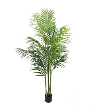 Plante decorative într-un ghiveci Indoor 