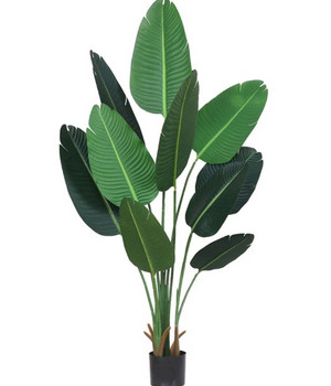 Plante decorative într-un ghiveci Indoor 