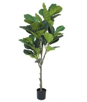 Plante decorative într-un ghiveci Indoor 