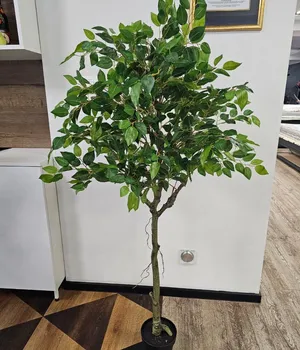 Plante decorative într-un ghiveci Indoor 
