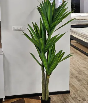 Декоративные растения в горшке Indoor 