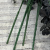 Planta decorativă 