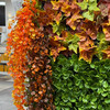 Planta decorativă „Eucalipt de toamnă”