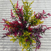 Plante decorative „Salvie Rainbow”