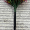Plante decorative „Salvie Rainbow”