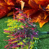 Plante decorative „Salvie Rainbow”