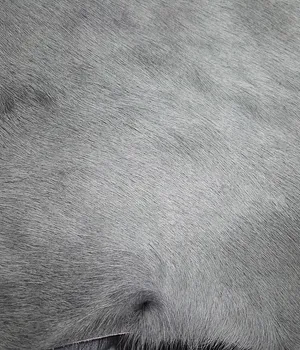 Ковер из натуральной кожи COW DIED DARK GREY, темно-серый -