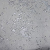 Ковер из натуральной кожи COW LIGHT GREY ACID SILVER SKIN, светло-серая с вкраплениями серебра -
